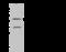 Sp7 Transcription Factor antibody, 203502-T32, Sino Biological, Western Blot image 