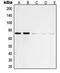 Protein Tyrosine Phosphatase Non-Receptor Type 11 antibody, MBS820482, MyBioSource, Western Blot image 