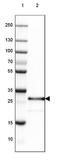 SET Nuclear Proto-Oncogene antibody, NBP2-38031, Novus Biologicals, Western Blot image 