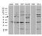 TNF Receptor Associated Factor 5 antibody, M03076, Boster Biological Technology, Western Blot image 