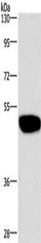 Gamma-Aminobutyric Acid Type A Receptor Alpha1 Subunit antibody, TA351205, Origene, Western Blot image 