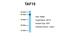 TATA-Box Binding Protein Associated Factor 15 antibody, ARP30112_P050, Aviva Systems Biology, Western Blot image 