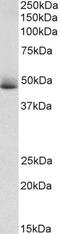 SRBC antibody, PA5-37840, Invitrogen Antibodies, Western Blot image 