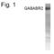 GABA Type A Receptor-Associated Protein antibody, PA1-4146, Invitrogen Antibodies, Western Blot image 