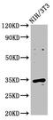 Cyclin D2 antibody, LS-C375408, Lifespan Biosciences, Western Blot image 
