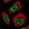 T-Complex 11 Like 2 antibody, PA5-59905, Invitrogen Antibodies, Immunofluorescence image 