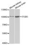 ITGB5 antibody, abx001941, Abbexa, Western Blot image 