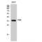 PBK/TOPK antibody, LS-C385383, Lifespan Biosciences, Western Blot image 