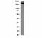 CD45RB antibody, 33-300, ProSci, Western Blot image 