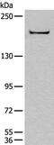 Contactin Associated Protein 1 antibody, PA5-68409, Invitrogen Antibodies, Western Blot image 