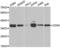 Cyclin Dependent Kinase 6 antibody, abx002268, Abbexa, Western Blot image 