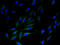 Solute Carrier Family 35 Member F5 antibody, A60986-100, Epigentek, Immunofluorescence image 