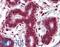 Notch Receptor 4 antibody, LS-B3498, Lifespan Biosciences, Immunohistochemistry frozen image 