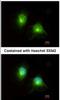 Hook Microtubule Tethering Protein 2 antibody, NBP2-14986, Novus Biologicals, Immunocytochemistry image 