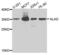 Delta-aminolevulinic acid dehydratase antibody, LS-C409933, Lifespan Biosciences, Western Blot image 