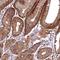 Small VCP Interacting Protein antibody, HPA039807, Atlas Antibodies, Immunohistochemistry frozen image 