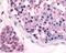 N-arachidonyl glycine receptor antibody, 48-234, ProSci, Immunohistochemistry paraffin image 