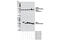 Proteasome 26S Subunit, ATPase 5 antibody, 13392S, Cell Signaling Technology, Western Blot image 