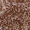 Prolyl Endopeptidase antibody, NBP2-32014, Novus Biologicals, Immunohistochemistry paraffin image 