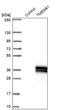 Transmembrane Protein 61 antibody, PA5-56524, Invitrogen Antibodies, Western Blot image 