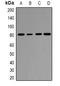 EPS8 Like 1 antibody, orb382538, Biorbyt, Western Blot image 