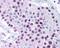 MAGE Family Member A6 antibody, 49-715, ProSci, Immunohistochemistry frozen image 