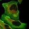 DEAQ-Box RNA Dependent ATPase 1 antibody, NBP1-91849, Novus Biologicals, Immunofluorescence image 