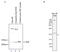 WD repeat-containing protein 61 antibody, PA5-40079, Invitrogen Antibodies, Western Blot image 