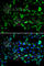 Serine/threonine-protein kinase PINK1, mitochondrial antibody, A7131, ABclonal Technology, Immunofluorescence image 