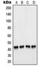Paired Box 5 antibody, LS-C352634, Lifespan Biosciences, Western Blot image 