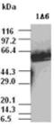 c-Myc antibody, ADI-905-822-100, Enzo Life Sciences, Western Blot image 