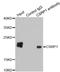 Cysteine And Glycine Rich Protein 1 antibody, STJ23248, St John