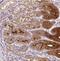 Fer-1 Like Family Member 6 antibody, NBP2-31004, Novus Biologicals, Immunohistochemistry paraffin image 