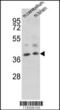 Engrailed Homeobox 2 antibody, MBS9213429, MyBioSource, Western Blot image 