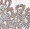 BolA Family Member 2B antibody, NBP2-46726, Novus Biologicals, Immunohistochemistry frozen image 