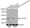 Jun Proto-Oncogene, AP-1 Transcription Factor Subunit antibody, STJ22205, St John