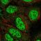 Glutamic-Oxaloacetic Transaminase 1 antibody, PA5-67252, Invitrogen Antibodies, Immunofluorescence image 