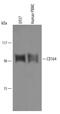 Sialomucin core protein 24 antibody, AF5790, R&D Systems, Western Blot image 