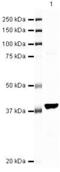 Semaphorin 6A antibody, PA5-19631, Invitrogen Antibodies, Western Blot image 