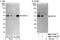 Zinc Finger Protein 24 antibody, NBP1-71847, Novus Biologicals, Western Blot image 