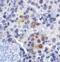 Lymphocyte Activating 3 antibody, RF16084, ProSci, Immunohistochemistry paraffin image 