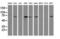 E3 ubiquitin-protein ligase MGRN1 antibody, LS-C172847, Lifespan Biosciences, Western Blot image 