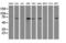 Mahogunin Ring Finger 1 antibody, LS-C172847, Lifespan Biosciences, Western Blot image 