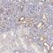 Myosin VA antibody, NBP1-92156, Novus Biologicals, Immunohistochemistry paraffin image 