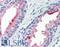 Folate Hydrolase 1 antibody, LS-B2906, Lifespan Biosciences, Immunohistochemistry frozen image 
