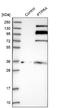 Serine/threonine-protein phosphatase 2A activator antibody, NBP1-89683, Novus Biologicals, Western Blot image 