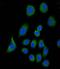 Complement Factor H antibody, LS-C168702, Lifespan Biosciences, Immunofluorescence image 