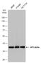 Eukaryotic Translation Initiation Factor 2 Subunit Alpha antibody, GTX101241, GeneTex, Western Blot image 
