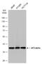 Eukaryotic translation initiation factor 2 subunit 1 antibody, GTX101241, GeneTex, Western Blot image 