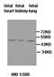 Putative beta-actin-like protein 3 antibody, orb77475, Biorbyt, Western Blot image 